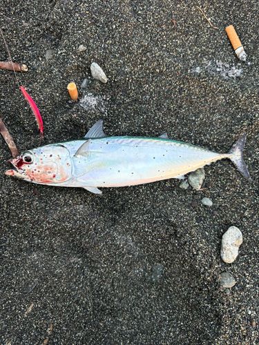 ヒラソウダの釣果