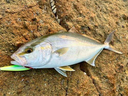 ネリゴの釣果