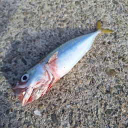 サバ