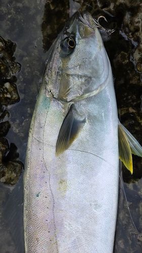 ヒラマサの釣果