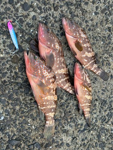 キジハタの釣果