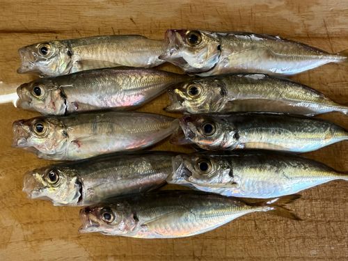 アジの釣果