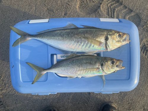 ワカシの釣果