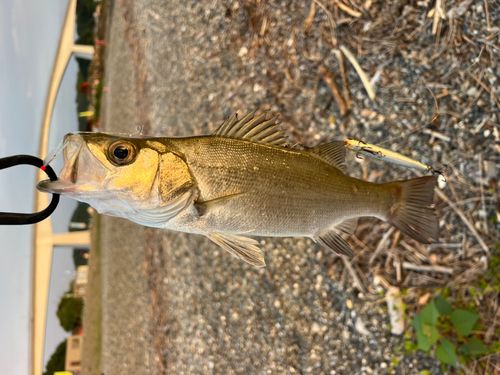 スズキの釣果