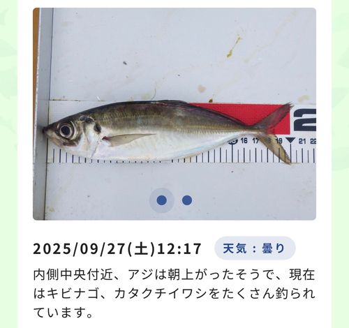 アジの釣果