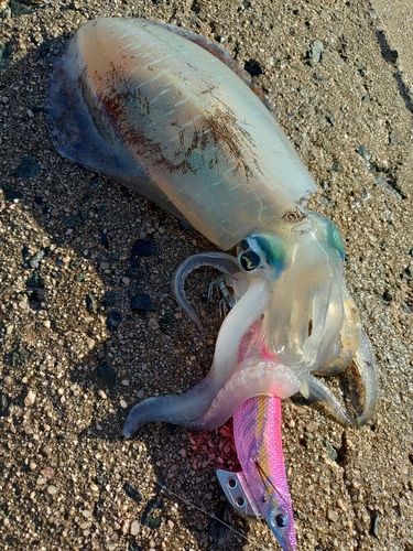 アオリイカの釣果