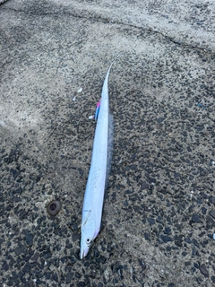 タチウオの釣果