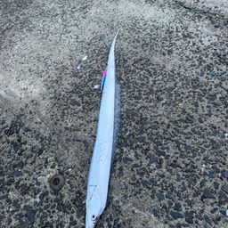 タチウオ