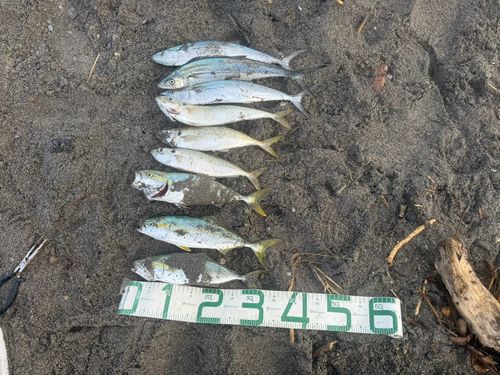 釣果