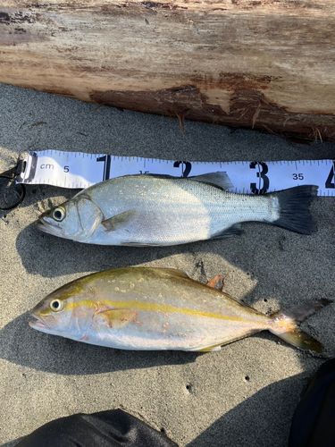 ショゴの釣果