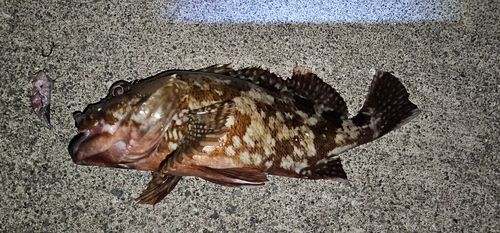 ソイの釣果