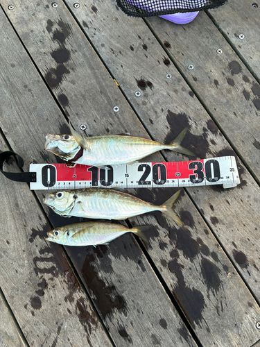 マアジの釣果