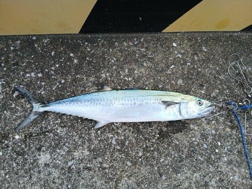 サゴシの釣果