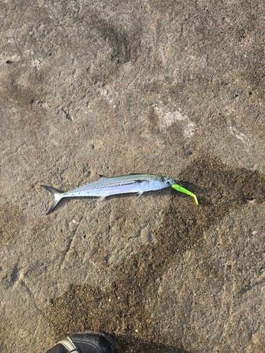 サゴシの釣果