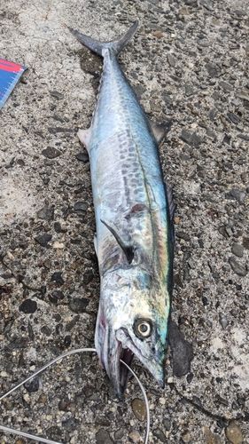 サゴシの釣果
