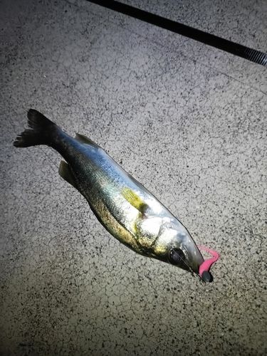 常滑りんくう釣り護岸