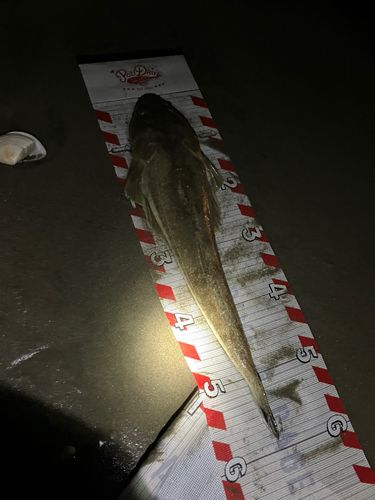 マゴチの釣果