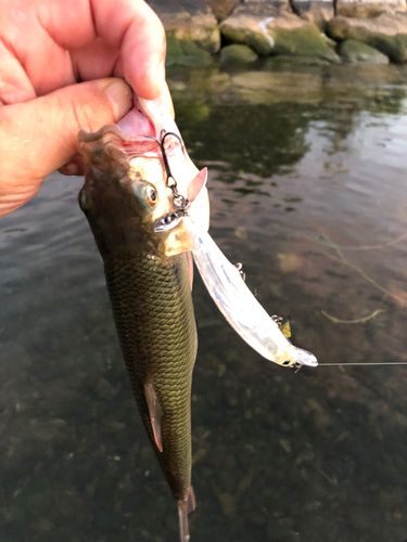 ハスの釣果