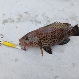 オオモンハタ