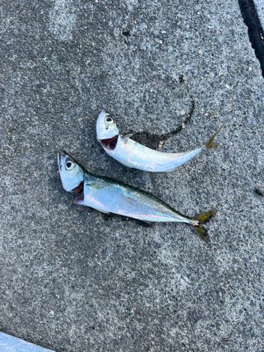 サバの釣果