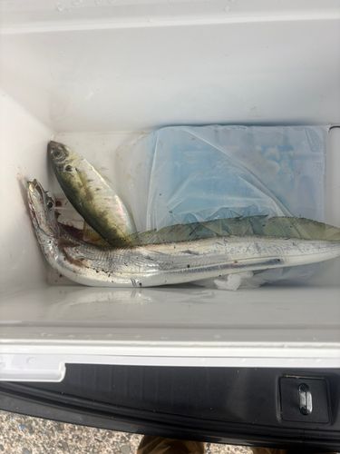 タチウオの釣果