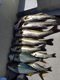 スズキの釣果
