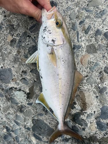 ショゴの釣果