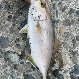 ショゴ