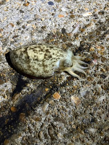 モンゴウイカの釣果