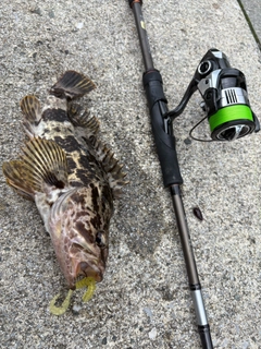 ベッコウゾイの釣果