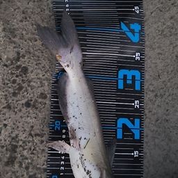 アメリカンキャットフィッシュ