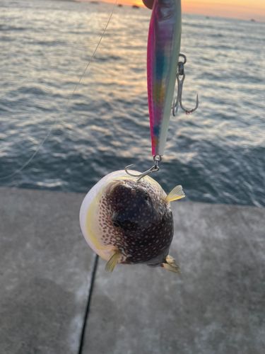 クサフグの釣果
