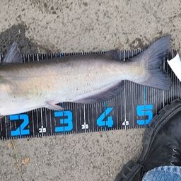 アメリカンキャットフィッシュ