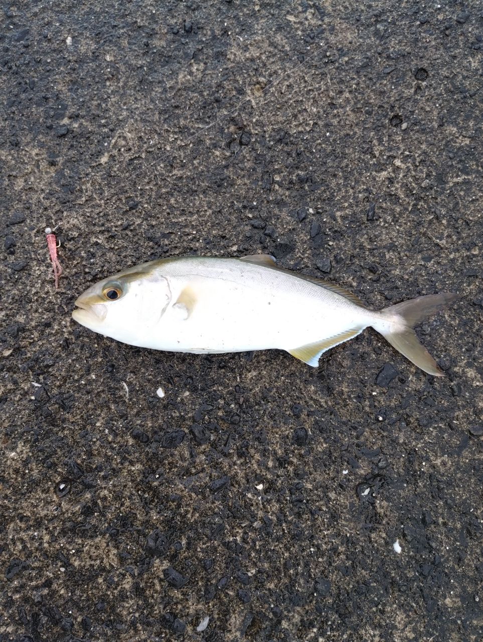 SHIMANO 21ソアレXR S68UL-Sの最安値・インプレ・釣果 | 本音の