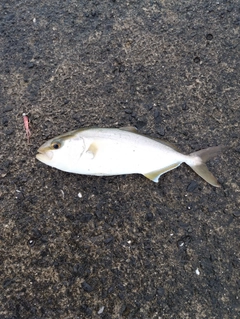 ネリゴの釣果
