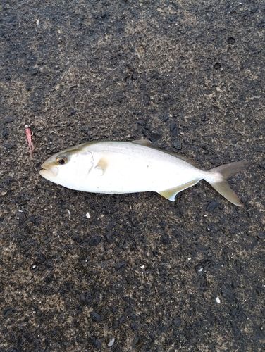 ネリゴの釣果