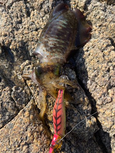 アオリイカの釣果