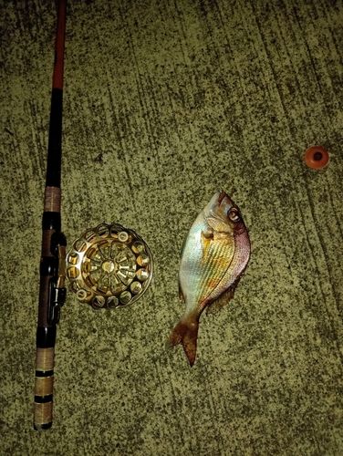 チャリコの釣果
