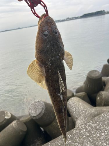 マゴチの釣果