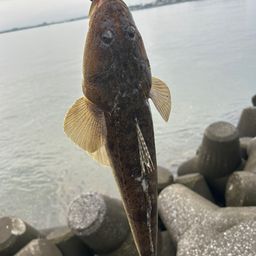 マゴチ