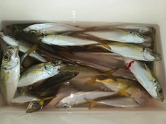 釣果