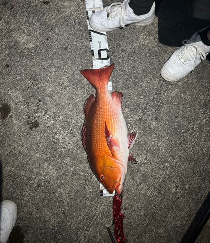バラフエダイの釣果