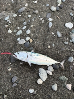 ヒラソウダの釣果