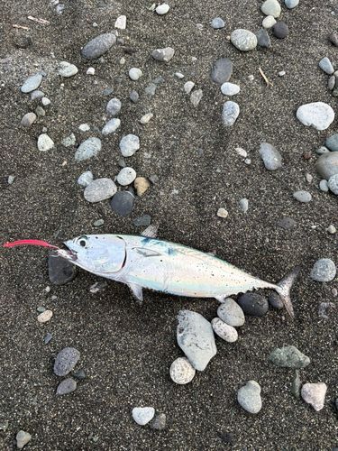 ヒラソウダの釣果