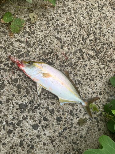 ネリゴの釣果