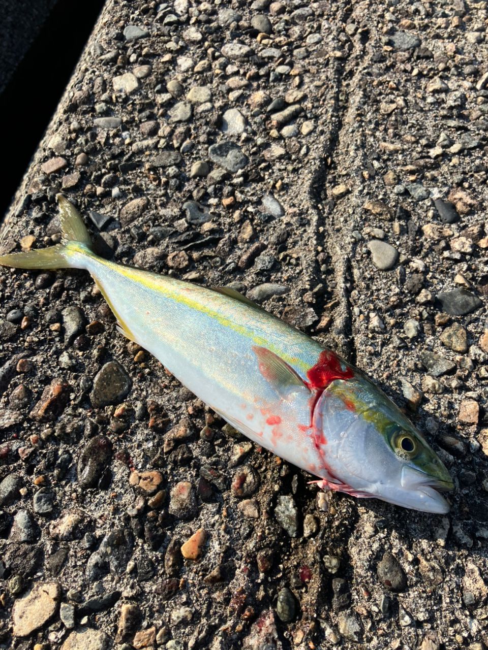 ツバイソ
