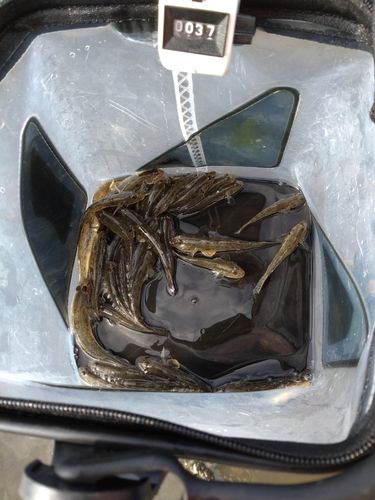 ハゼの釣果