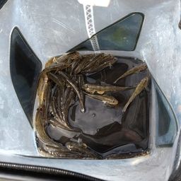 ハゼ