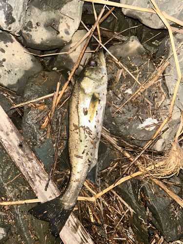 セイゴ（マルスズキ）の釣果