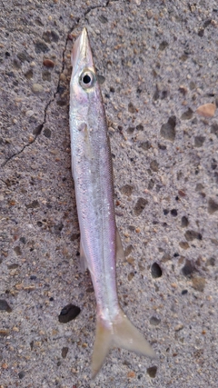 カマスの釣果